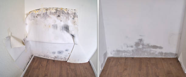 Best Mold Removal and Inspection  in USA